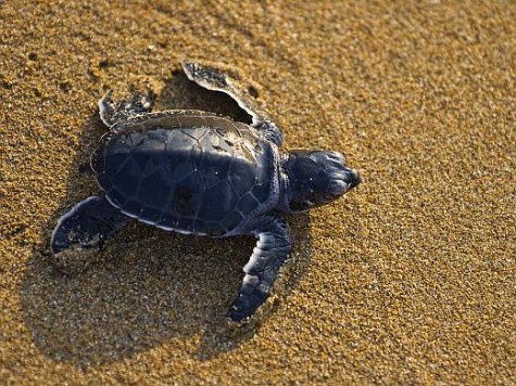 Mexico executes efforts to preserve threatened sea turtles