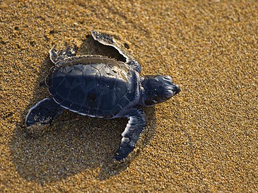 Baby turtles try to survive to the best of their ability with the threat of poachers.