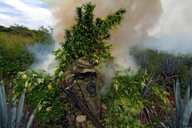 A Mexican soldier removes marijuana from a field (Getty Images).