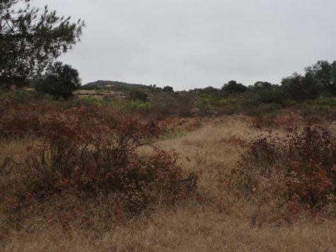 The Reapers of Gracewood Forest